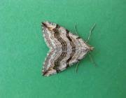 Image result for Aplocera efformata