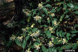 Anise (illicium floridanum ) type: Florida Anisetree Illicium Floridanum Illiciales Illiciaceae 1605476