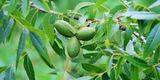 How pecan trees are pollinated. 18 Great Types Of Pecan Trees Progardentips