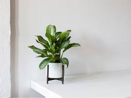 Aglaonema silver bay plants can be propagated in various ways, but stem cuttings are the most common approach for individual consumers. How To Care For And Grow Your Silver Evergreen Plant Care Tips And More La Residence