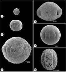 Image result for Polysphaeria dischistocalyx