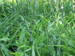 Image result for Chlorophytum bowkeri