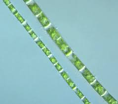 Image result for Styppeiochloa