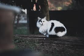 10 langkah cara merawat anak kucing anggora. Wallpaper Gambar Kucing Anggora Lucu Imut