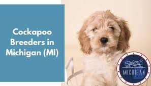 Maybe you would like to learn more about one of these? 9 Cockapoo Breeders In Michigan Mi Cockapoo Puppies For Sale Animalfate