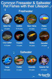 A lot of people instantly assume that saltwater aquariums are much too difficult for a newbie to begin with. Saltwater Vs Freshwater 75 Gallon Fish Tanks Myaquarium