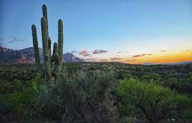 Saguaros grow very slowly, all of one inch in height by the time they are 10 years old. Things To Know About The Saguaro Cactus