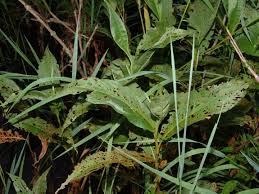 Image result for Persicaria hystricula