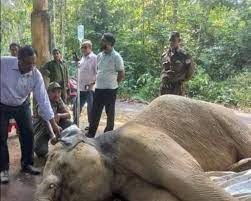 Elephant killed by train in Gallella