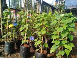 Dengan bukti ditemukannya fosil yang tak jauh berbeda morfologinya. Jual Tanaman Rambat Morning Glory Tukang Taman Serpong Tlp 081380548055