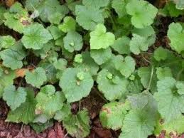 Image result for Walleria mackenziei