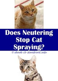 And it can be female cats start acting strange, like twitching or however female cats spraymale cats start spraying, trying to attract a female,but sometimes they. 17 Delightful Cat Spray Smell Carpeta