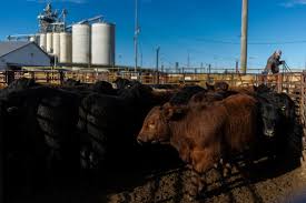 Exclusive | Tyson Foods to Exit More Beef Plants, With Cattle in Short Supply