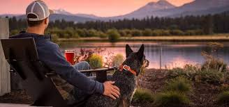 The Best Pet Friendly Hotels In Lake Tahoe Dog Friendly Hotels Lake Tahoe Hotels South Lake Tahoe Hotels