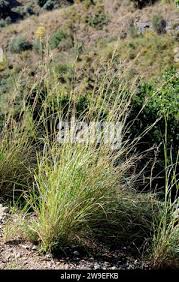 Image result for Hyparrhenia tamba