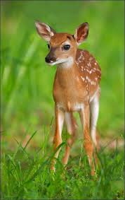 Sign Up Cute Animals Animals Baby Animals