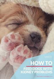 Ask Vet How To Feed Dogs With Renal Disease And Kidney Problems Dog Renal Failure Dog Illnesses