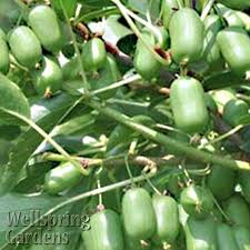 Maybe you would like to learn more about one of these? Issai Kiwi Vine Live Plant Self Fertile Actinidia Arguta Etsy Hardy Kiwi Fruit Plants Kiwi Vine
