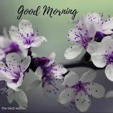 Here we have come up with the collection of good morning images with flowers in hd quality. 200 Beautiful Good Morning Wishes With Flowers Best Hd Images