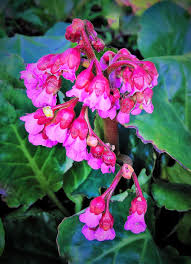 We did not find results for: Plant Shrub Red Pink Flowers In Bell Shape Large Leaves Spring Garden Nature Pikist