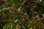Image result for Cola mossambicensis
