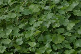 Image result for Hydrocotyle ranunculoides