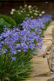 Pin On Border Plants