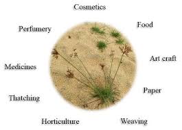 Image result for Carex chlorosaccus