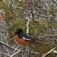 Birding for Beginners - July