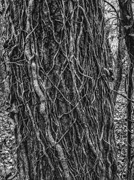 wood ladartgroup de fenix tree felling around tree instagram
