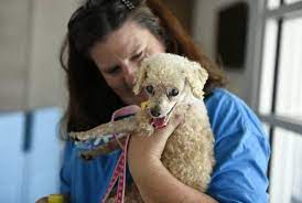 Lost Blind And Deaf Dog Returns Home To Nc After Trip To Mass Deaf Dog Dogs Dog Owners