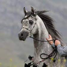 arabian horse beautiful arabian horses horses beautiful horses