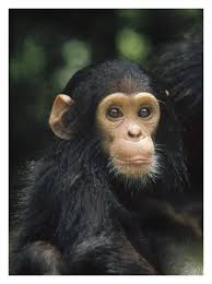 Chimpanzee baby portrait, Gombe Stream National Park, Tanzania by Gerry  Ellis