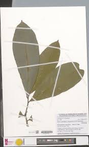 Image result for Rhabdophyllum