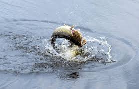 We've gathered more than 5 million images uploaded by our users and sorted them by the most popular ones. Largemouth Bass Fishing 5 Helpful Tips For Beginners Mossy Oak