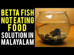Betta Fish Not Eating Food Solution In Malayalam Youtube