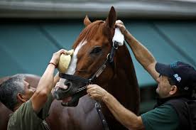 Justify Draws 7 Post Is Heavy Favorite To Win Preakness