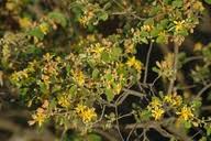 Image result for Grewia monticola