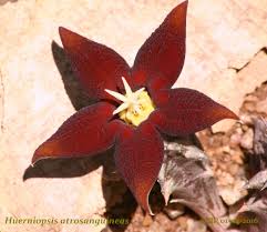 Image result for Piaranthus atrosanguineus