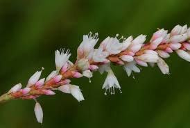 Image result for Persicaria madagascariensis
