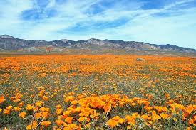 This happened on 22nd december 2020. Instagram Spells Doom For Upcoming Super Bloom Lpc Express News