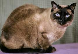 Siamese Cat Lifespan British Shorthair