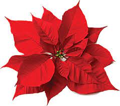 Poinsettia Flower Essay Best Flower Wallpaper