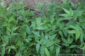 Image result for Panicum trichoides