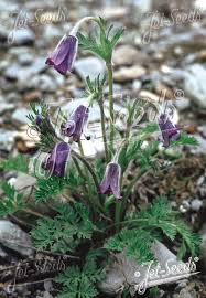 Image result for Palisota ambigua