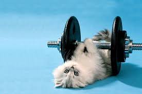 Community Post 22 Olympic Sports Cats Could Definitely Excel At Cat Exercise How To Stay Healthy Cats