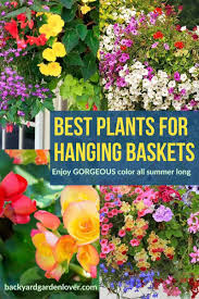 There are 35 different species of they will bloom repeatedly throughout the summer. Best Plants For Hanging Baskets