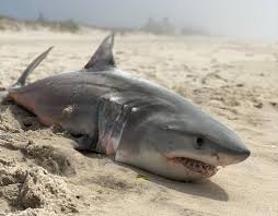 As it grows it may reach a. Dead Baby Shark Found In Southampton Dan S Papers