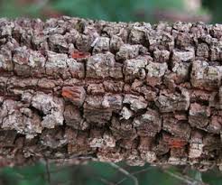 Image result for Brackenridgea