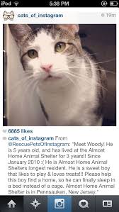Adopt 3 Years At Almost Home Animal Shelter In New Jersey This Pin Will Not Link To A Website As It Is A Screensho Animal Shelter Animals Adoption Information